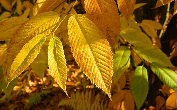 Klon grabolistny liść jesienią