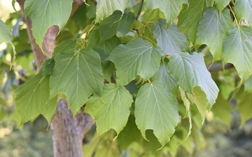 Klon hondoański liście