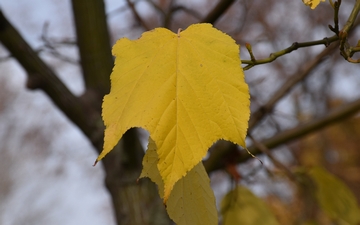 Klon hondoański liść jesienią