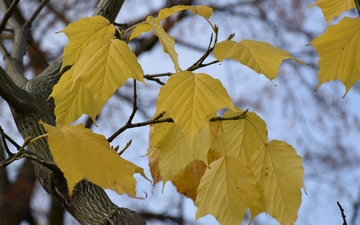 Klon hondoański liście jesienią