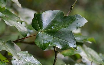 Klon kapadocki liść