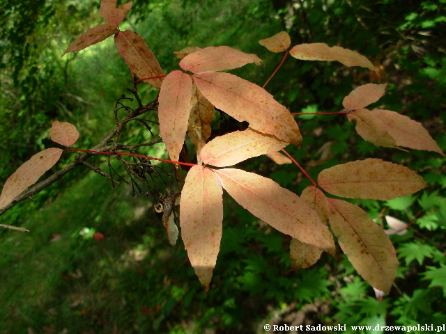 Klon mandżurski liście