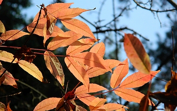 Klon mandżurski gałązka jesienią