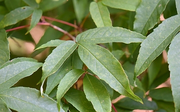 Klon mandżurski liść