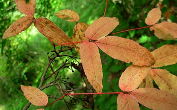 Klon mandżurski liść jesienią