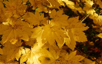 Klon okrągłolistny liście jesienią