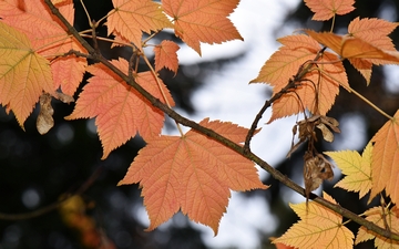Klon ostroząbkowy gałązka jesienią