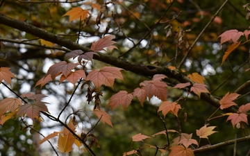 Klon ostroząbkowy gałązka jesienią