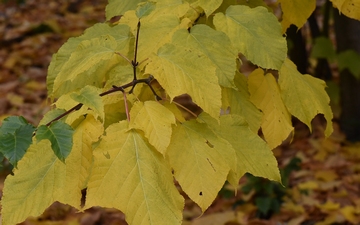 Klon pensylwański gałązka jesienią