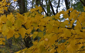 Klon pensylwański gałązka jesienią