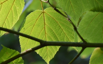 Klon pensylwański liść