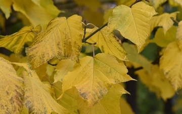 Klon pensylwański liście jesienią