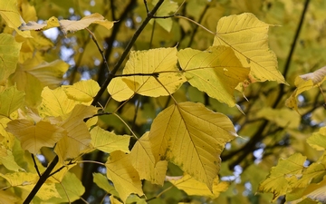 Klon pensylwański liście jesienią