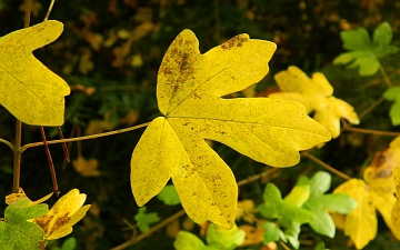 Klon polny liść jesienią
