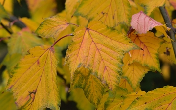 Klon rdzawy liść jesienią