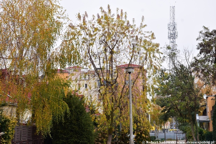 Klon srebrzysty 'Laciniatum Wieri' jesienią