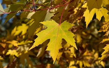 Klon srebrzysty liść jesienią
