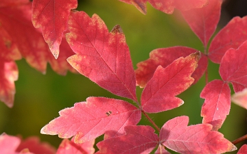 Klon strzępiastokory liść jesienią