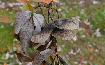 Klon strzępiastokory owoce jesienią