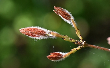 Klon strzępiastokory pąki liściowe