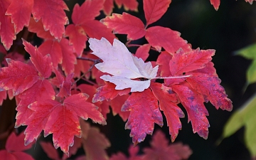 Klon strzępiastokory spód liścia jesienią