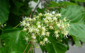 Klon tatarski kwiaty