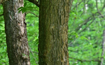 Klon trójkwiatowy kora drzewa
