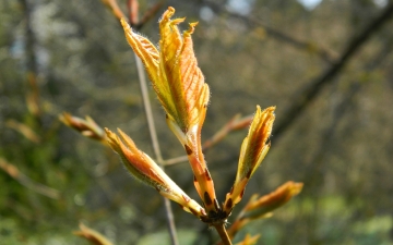 Klon trójkwiatowy rozwój liścia