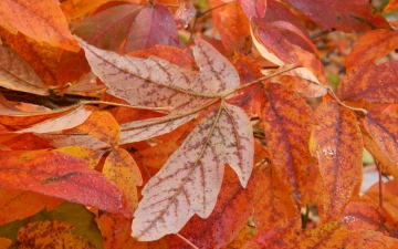 Klon trójkwiatowy spód liścia jesienią