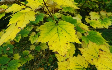 Klon ukurundzki liść jesienią