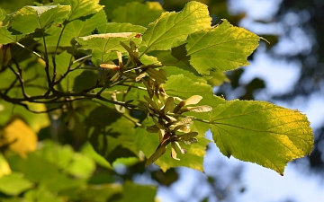 Klon zielonokory gałązka jesienią