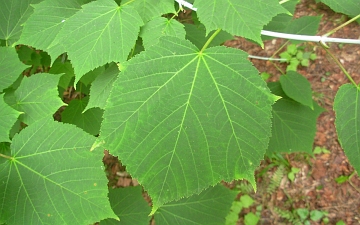 Klon zielonokory liść