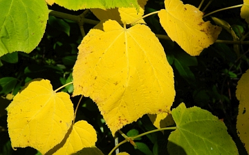Klon zielonokory liść jesienią