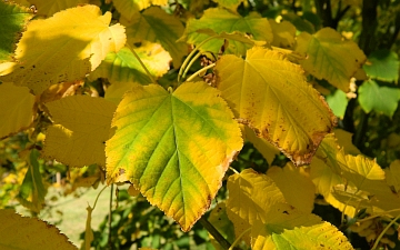 Klon zielonokory liście jesienią