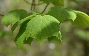 Klon zielonokory młody liść