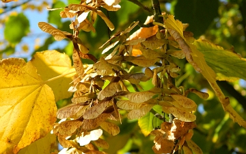 Klon zielonokory owoce jesienią