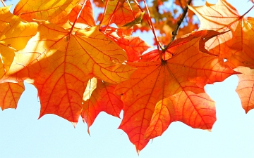 Klon zwyczajny spód liści jesienią