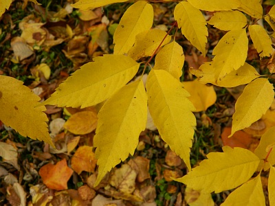 Klon Henry'ego jesienny liść