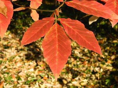 Klon Maksymowicza jesienny liść