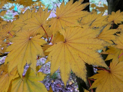 Klon Shirasawy jesienny liść