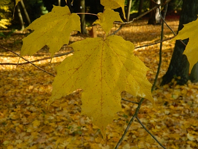 Klon cukrowy jesienny liść
