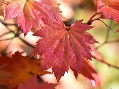 Klon japoński jesienny liść