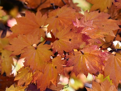 Klon japoński jesienią