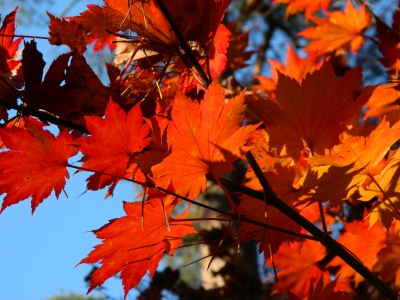 Klon koreański jesienny liść