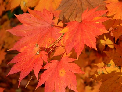 Klon koreański jesienią