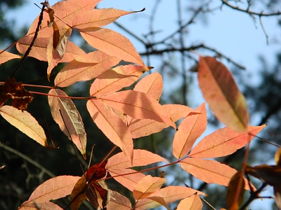 Klon mandżurski jesienny liść