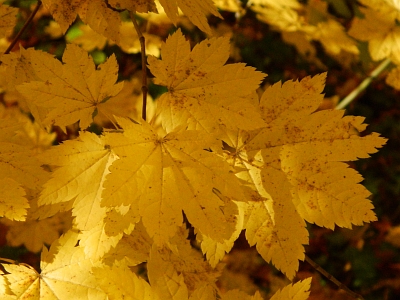 Klon okrągłolistny jesienny liść