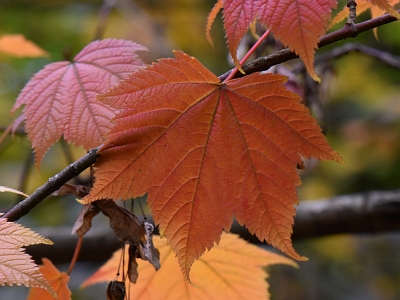 Klon ostroząbkowy jesienny liść