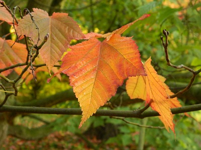Klon rdzawy jesienią