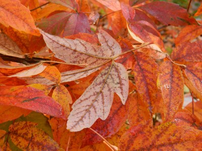 Klon trójkwiatowy spód liścia jesienią